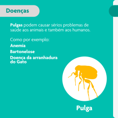 BRAVECTO TRANS CAT 112,5MG 1X1DS 150